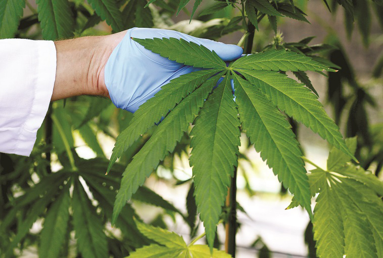 Cannabis medicinal (Foto: Reuters)