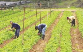 עובדים זרים בחקלאות (צילום: נתי שוחט, פלאש 90)
