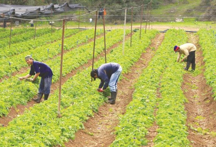 עובדים זרים בחקלאות (צילום:  נתי שוחט, פלאש 90)