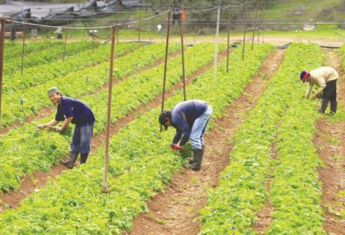 עובדים זרים בחקלאות (צילום:  נתי שוחט, פלאש 90)