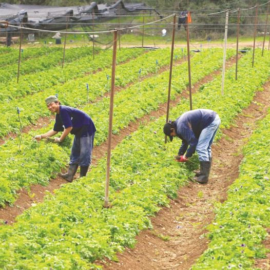 עובדים זרים בחקלאות (צילום: נתי שוחט, פלאש 90)
