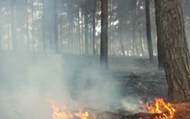 שריפה ביער ביריה (צילום: דוברות כבאות מחוז צפון)