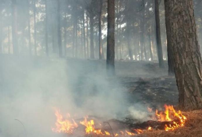 שריפה ביער ביריה (צילום:  דוברות כבאות מחוז צפון)