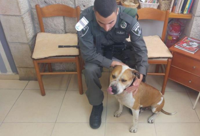 כלב האמסף שנגנב למטרות שימוש בקרבות כלבים (צילום:  חטיבת דובר המשטרה)