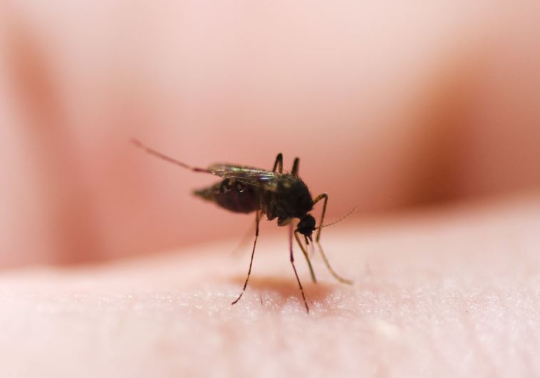לא כל כך חסרי תועלת, יתוש (צילום: אינגאימג)