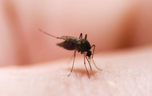 לא נעים, עקיצת יתוש (צילום: אינגאימג')