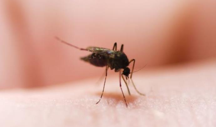 יתוש (צילום: אינגאימג')