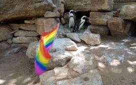 פינגווינות לסביות מציינות את יום הגאווה (צילום: מרטין בר, הספארי)