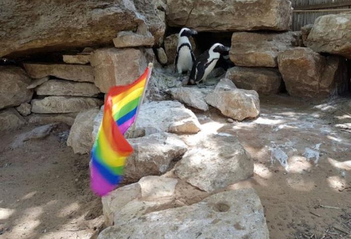 פינגווינות לסביות מציינות את יום הגאווה (צילום:  מרטין בר, הספארי)