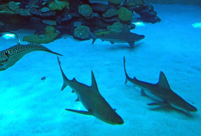 כרישים במצפה התת ימי באילת (צילום:  פלאש 90)
