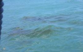 דליפת נפט במפרץ (צילום: דוברות המשרד להגנת הסביבה)