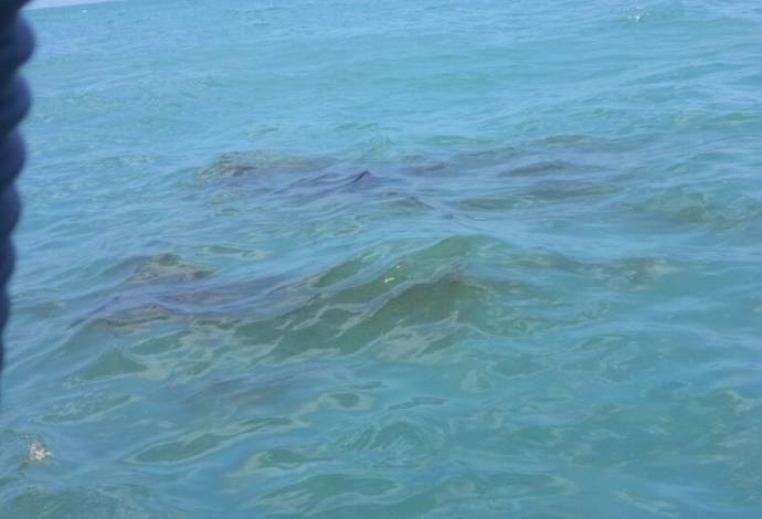 דליפת נפט במפרץ (צילום:  דוברות המשרד להגנת הסביבה)