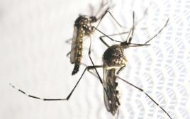 יתוש (צילום: רויטרס)