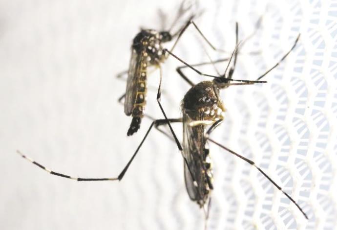 יתושים (צילום:  רויטרס)