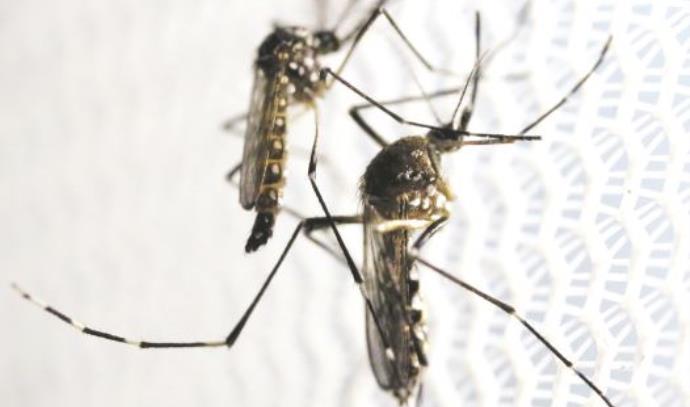 יתושים (צילום: רויטרס)