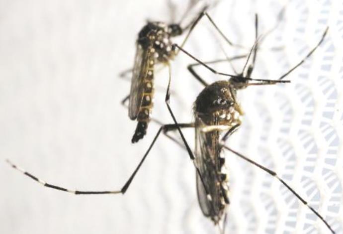 יתושים (צילום:  רויטרס)