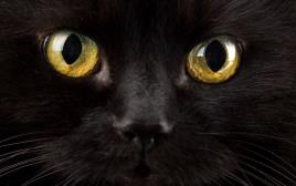חתול שחור (צילום: אינגאימג)