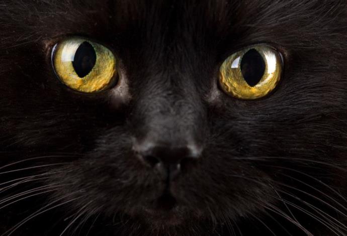 חתול שחור (צילום:  אינגאימג)