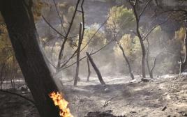 שריפה בחיפה (צילום: גילי יערי, פלאש 90)