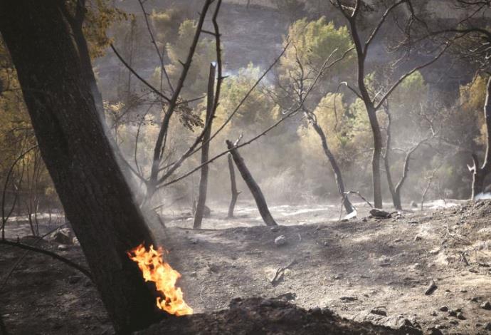 שריפה בחיפה (צילום:  גילי יערי, פלאש 90)
