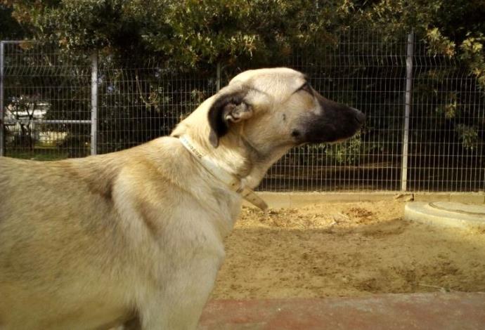 הכלבה קוקוס (צילום:  דרור יוגב)