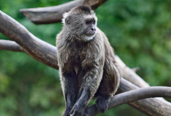 הקוף קונר  (צילום:  באדיבות הספארי)