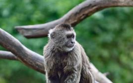 הקוף קונר  (צילום: באדיבות הספארי)