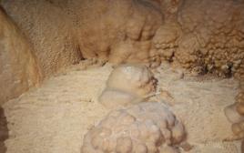 אלמוגי המערות במערה החדשה שנתגלתה בגליל (צילום: שי קורן, רשות הטבע והגנים)