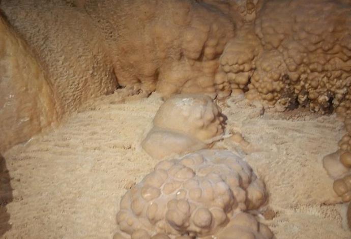 אלמוגי המערות במערה החדשה שנתגלתה בגליל (צילום:  שי קורן, רשות הטבע והגנים)
