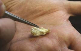 גולגולת של עכבר. הפינצטה מצביעה על השיניים (צילום: אוניברסיטת חיפה)