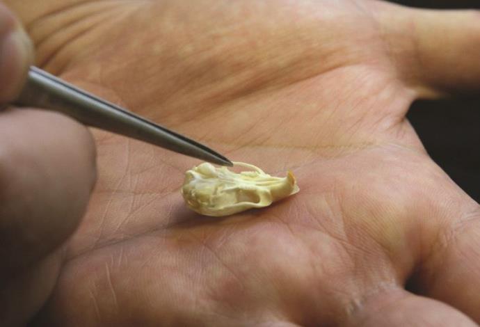 גולגולת של עכבר. הפינצטה מצביעה על השיניים (צילום:  אוניברסיטת חיפה)