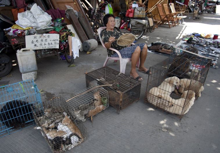 AFP :הראשונה באסיה לאסור אכילת כלבים וחתולים. צילום