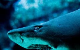 תקיפת כריש אימתני (צילום: ingimage ASAP)