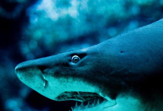 תקיפת כריש אימתני (צילום:  ingimage ASAP)