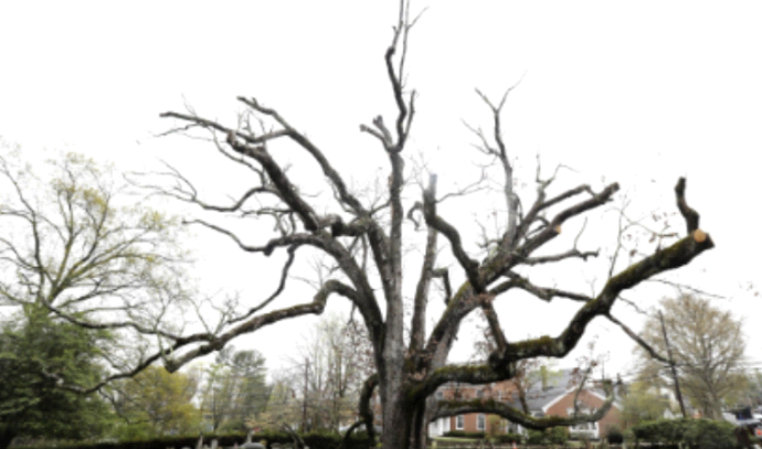 העץ העתיק יותר בארה"ב (צילום: צילום מסך טוויטר)