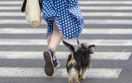 אישה מטיילת עם כלב (צילום: Imgur)