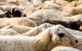 כבשים (צילום: ingimage ASAP)