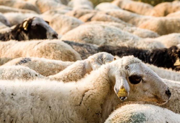כבשים (צילום:  ingimage ASAP)