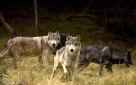 זאבים (צילום: ingimage ASAP)