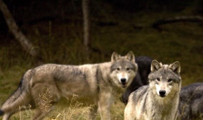 A wolf bit a girl in a real national park, the Nature and Parks Authority: “very unusual”