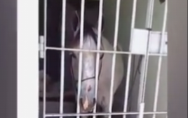 סוס בכלא (צילום: youtube)